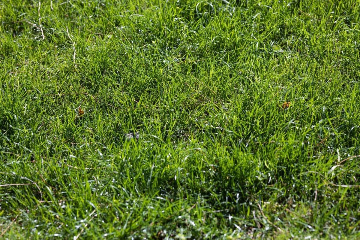 New Lawn Establishment in Corpus Christi, TX
