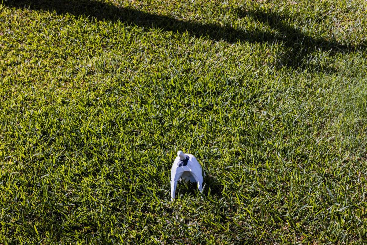 sod installation project in Corpus Christi, TX — 3