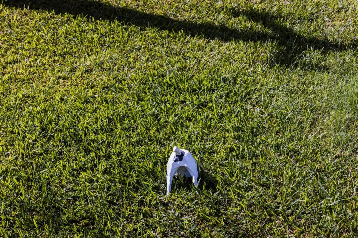 Fertilization & Weed Control in Corpus Christi, TX