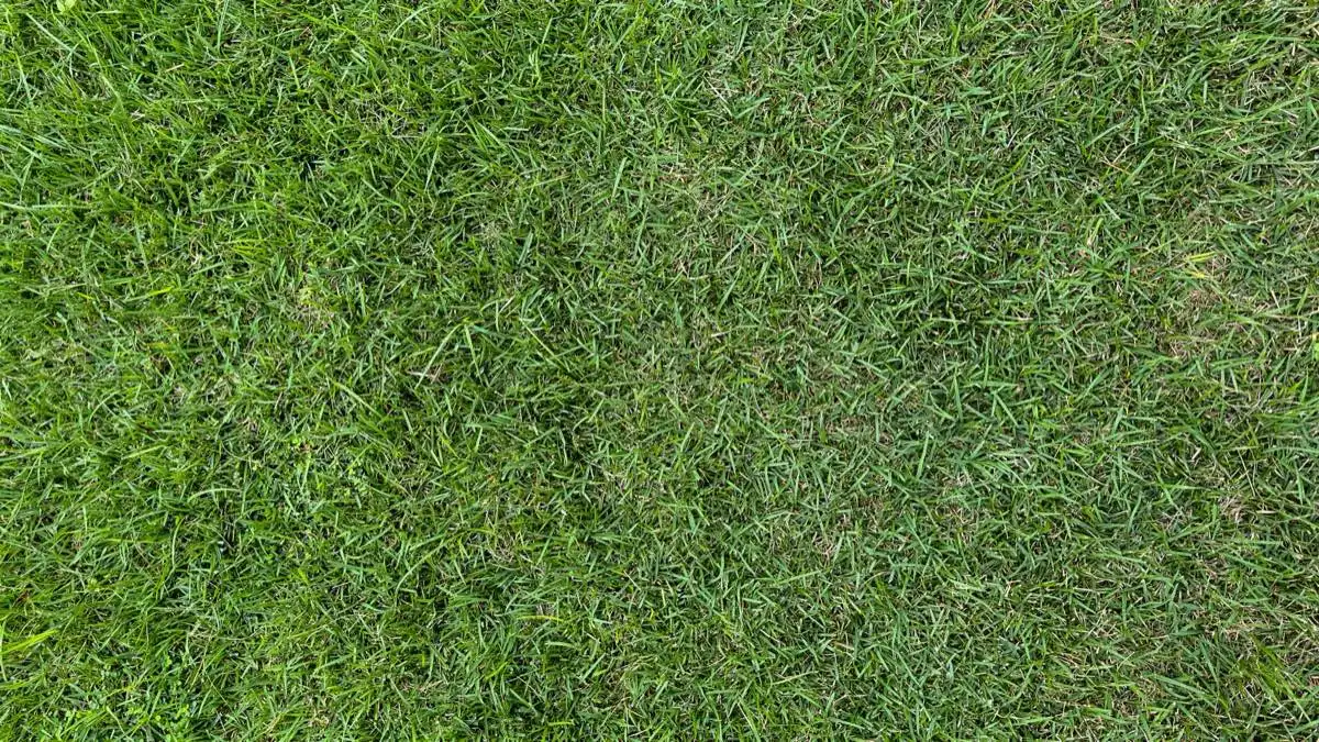 Chinch Bug & Lawn Pest Control in Corpus Christi, TX
